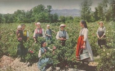 Cosecha de la rosa Bulgaria