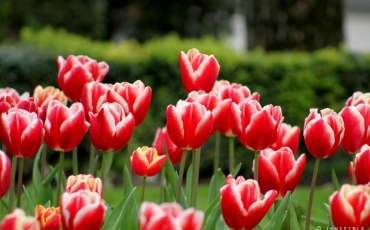 8. Tulipanes