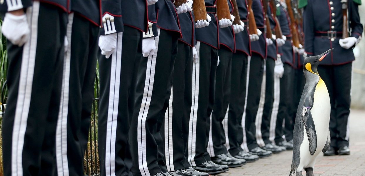 Uniformed soldiers of the King of Norway's Guard parade for inspection by their mascot, king penguin Nils Olaf, who was awarded a knighthood in 2008, at RZSS Edinburgh Zoo, as they announce the penguin's promotion and new title of ‚ÄúBrigadier Sir Nils Olav‚Äù. PRESS ASSOCIATION Photo. Picture date: Monday August 22, 2016. The prestigious title was awarded during a special ceremony which was attended by over 50 uniformed soldiers of His Majesty the King of Norway‚Äôs Guard, who are taking part in The Royal Edinburgh Military Tattoo this year. Sir Nils paraded his way up Penguin Walk, whilst inspecting the soldiers of the Guard. The regal, black, white and yellow bird is the mascot of His Majesty the King of Norway‚Äôs Guard and his honour is approved by King Harald V of Norway. See PA story SCOTLAND Penguin. Photo credit should read: Jane Barlow/PA Wire